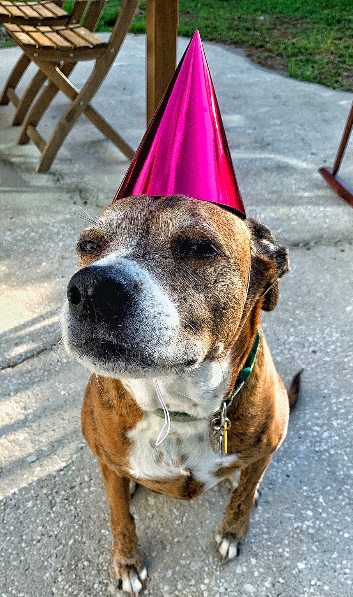 Marley is registered to the contest to win money with this photo: canidae, carnivore, collar, companion_dog, cone, dog, dog_breed, dog_collar, dog_supply, fawn, leash, liver, outdoor_furniture, party_hat, pet_supply, snout, sporting_group, whiskers, working_animal, working_dog