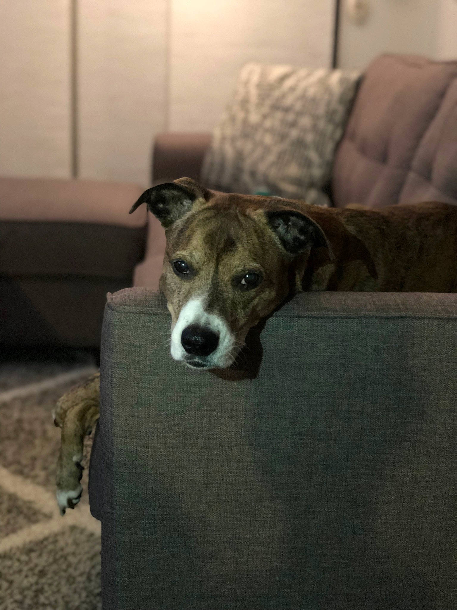 Marley joined the competition — help win amazing prizes! canidae, carnivore, companion_dog, couch, dog, dog_breed, dog_supply, home_accessories, liver, living_room, mammal, pet_supply, slipcover, snout, sofa_bed, sporting_group, studio_couch, whiskers, working_animal, working_dog