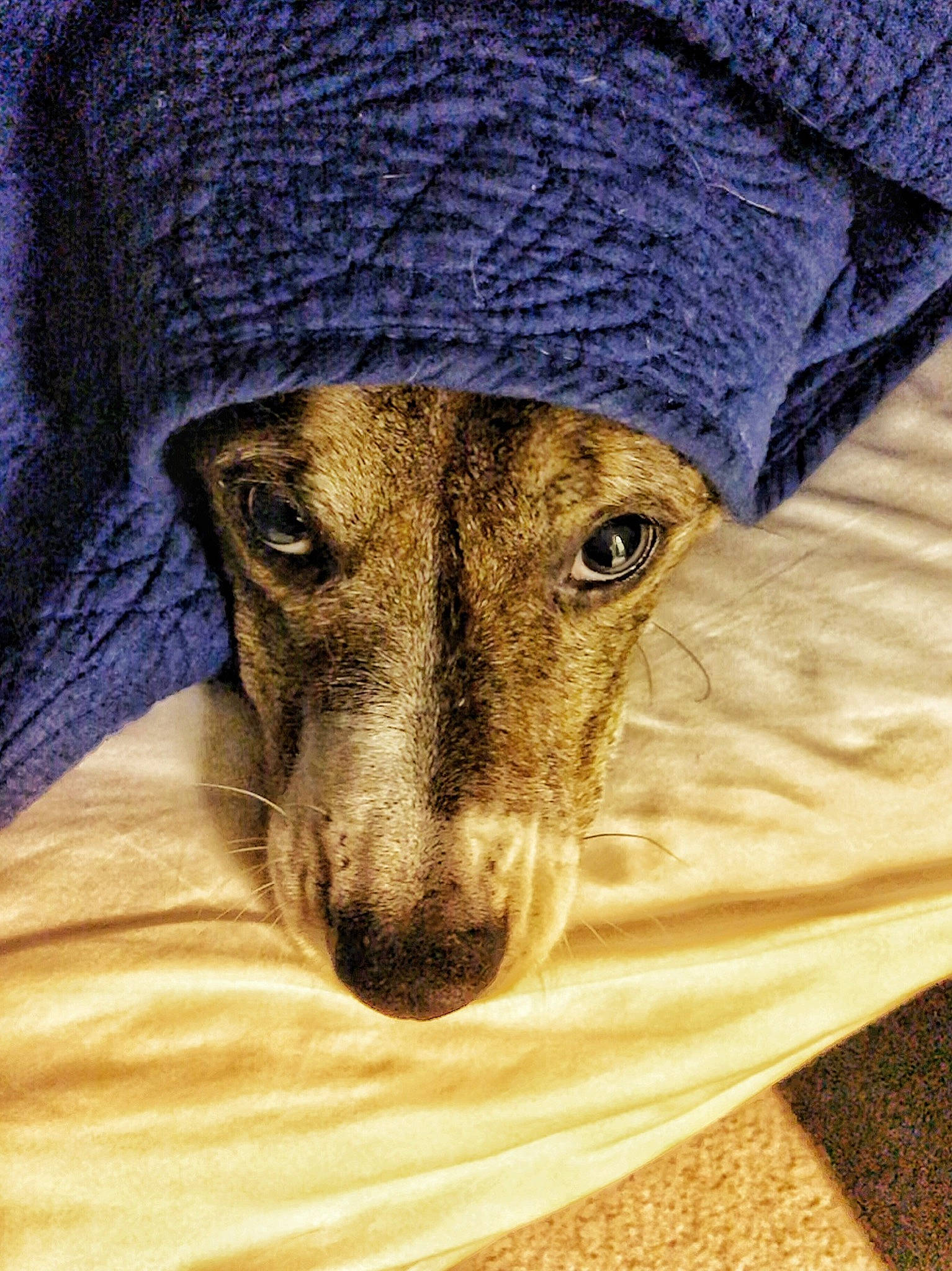 Marley joined the competition — help win amazing prizes! canidae, carnivore, companion_dog, costume_accessory, dog, dog_breed, fur, headgear, knit_cap, knitting, natural_material, snout, sporting_group, textile, thread, vertebrate, wool, woolen, working_animal, working_dog