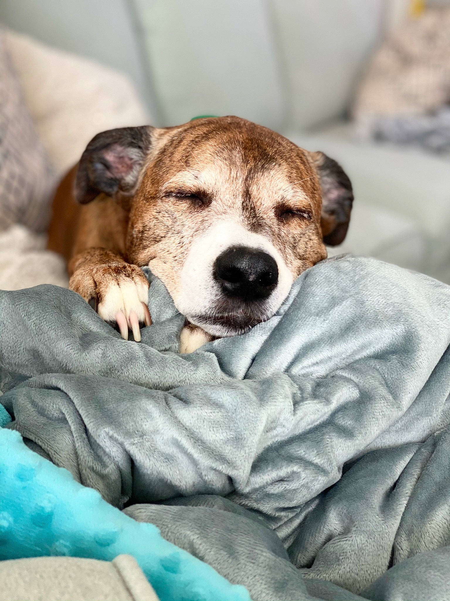 Marley is registered to the contest to win money with this photo: aqua, beige, blanket, canidae, carnivore, comfort, companion_dog, dog, dog_breed, fawn, linens, liver, snout, teal, terrestrial_animal, turquoise, whiskers, working_animal, working_dog