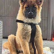Arthemis a rejoint le concours — aidez-le/la à gagner de superbes lots ! puppy, dog, sitting, harness, fluffy, ears, face, cushion, wicker_chair, outdoor, pet, animal, fur, cute, young, alert, portrait, domestic, canine, companion