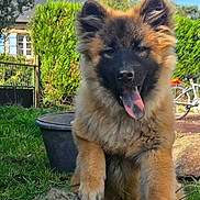 Arthemis a rejoint le concours — aidez-le/la à gagner de superbes lots ! animal, bicycle, cute, daylight, dog, ears, fluffy, fur, garden, grass, greenery, house, nose, outdoor, pet, playful, puppy, rock, sunny, tongue_out