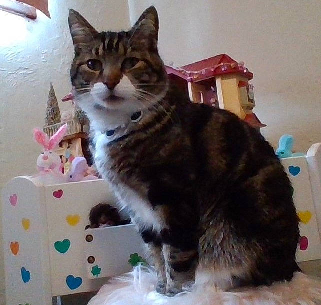 Stripe joined the competition — help win amazing prizes! box, carnivore, cat, cat_supply, claw, domestic_short_haired_cat, felidae, fur, paw, small_to_medium_sized_cats, tail, whiskers