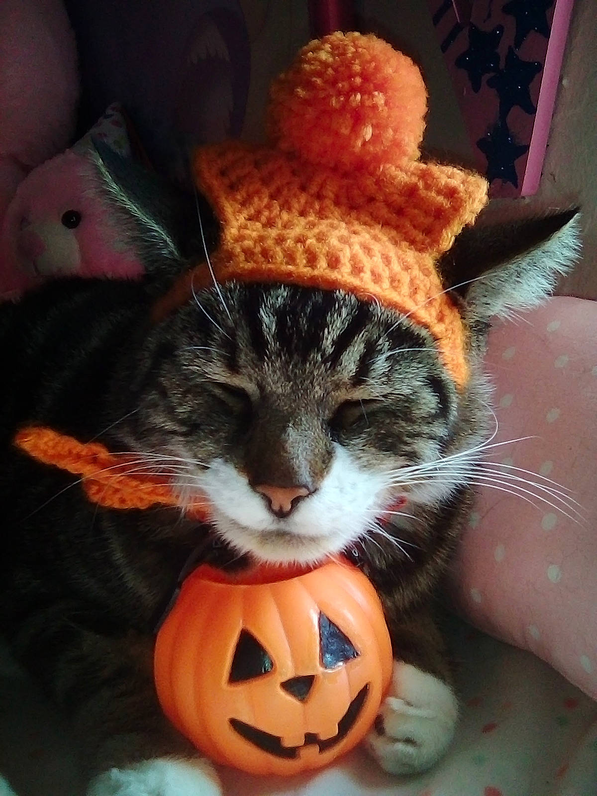 Stripe is registered to the contest to win money with this photo: art, calabaza, cap, carnivore, cat, costume_hat, cucurbita, eye, felidae, gourd, happy, hat, jack_o_lantern, orange, plant, pumpkin, stuffed_toy, toy, whiskers, winter_squash