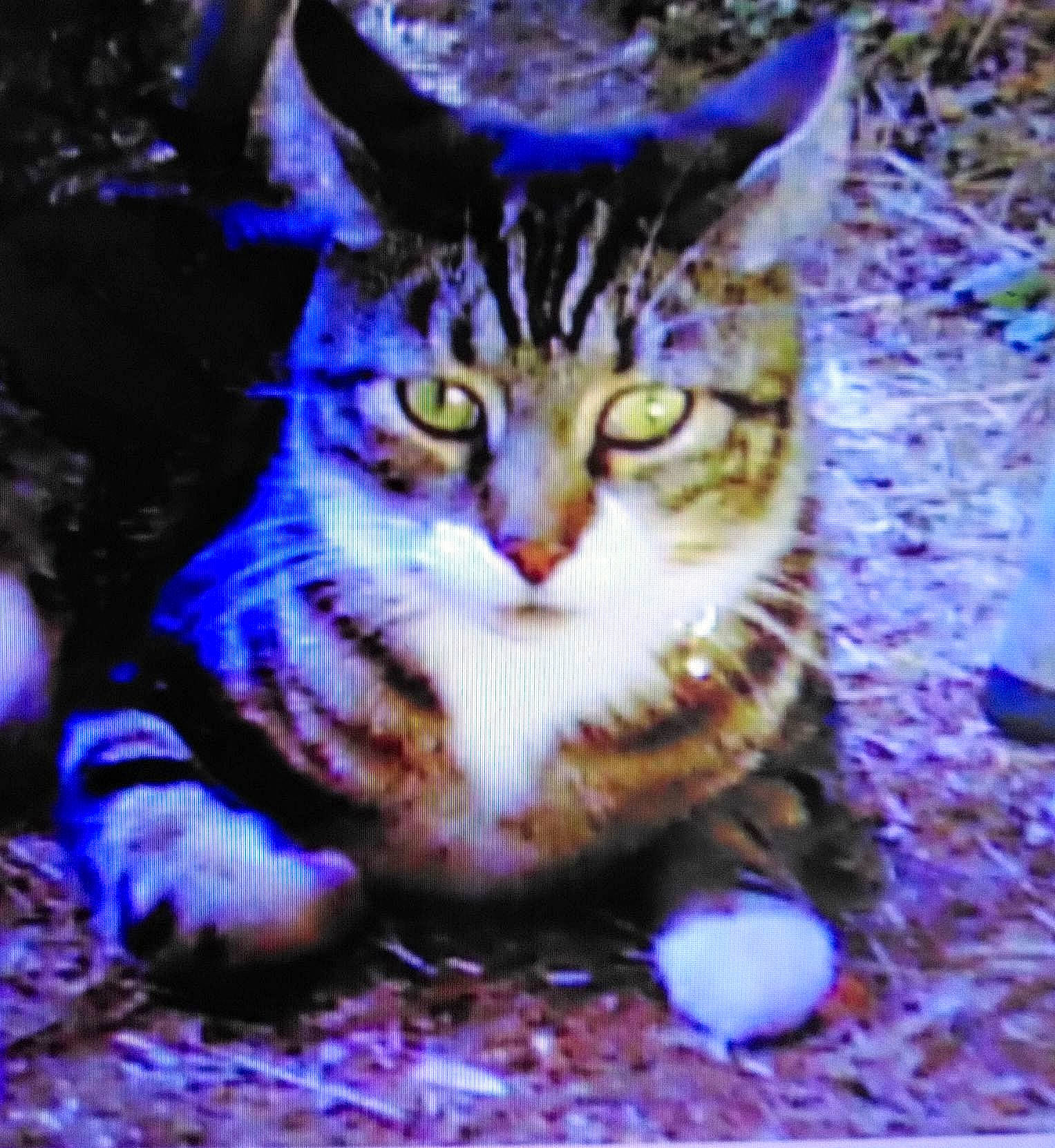 Stripes joined the competition — help win amazing prizes! art, carnivore, cat, domestic_short_haired_cat, electric_blue, eye, felidae, fur, grass, head, organism, paw, photo_caption, purple, small_to_medium_sized_cats, snout, tail, terrestrial_animal, whiskers, wildlife