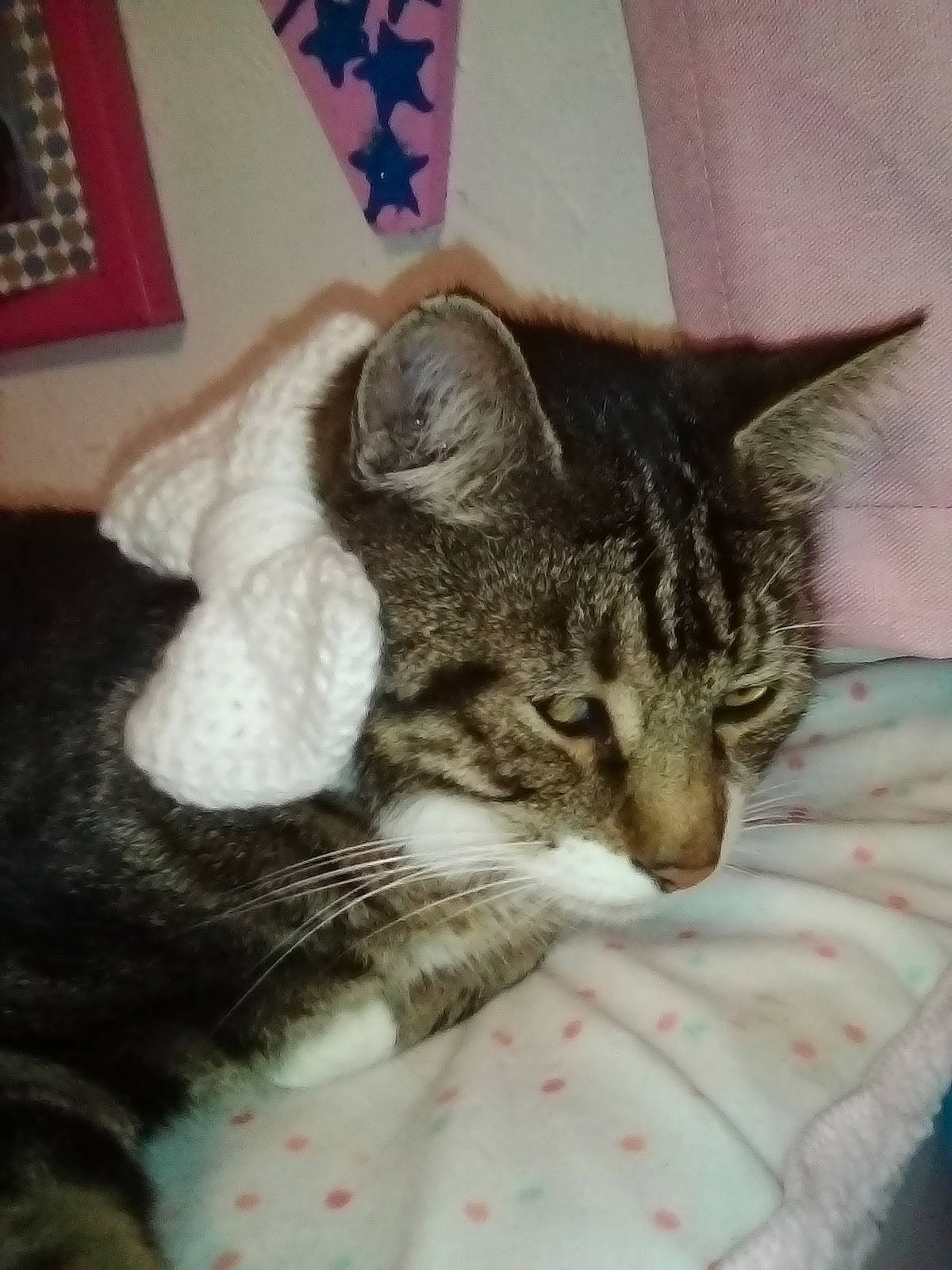 Stripes joined the competition — help win amazing prizes! carnivore, cat, cat_supply, claw, comfort, domestic_short_haired_cat, eye, felidae, fur, linens, nap, paw, sleep, small_to_medium_sized_cats, snout, tail, whiskers