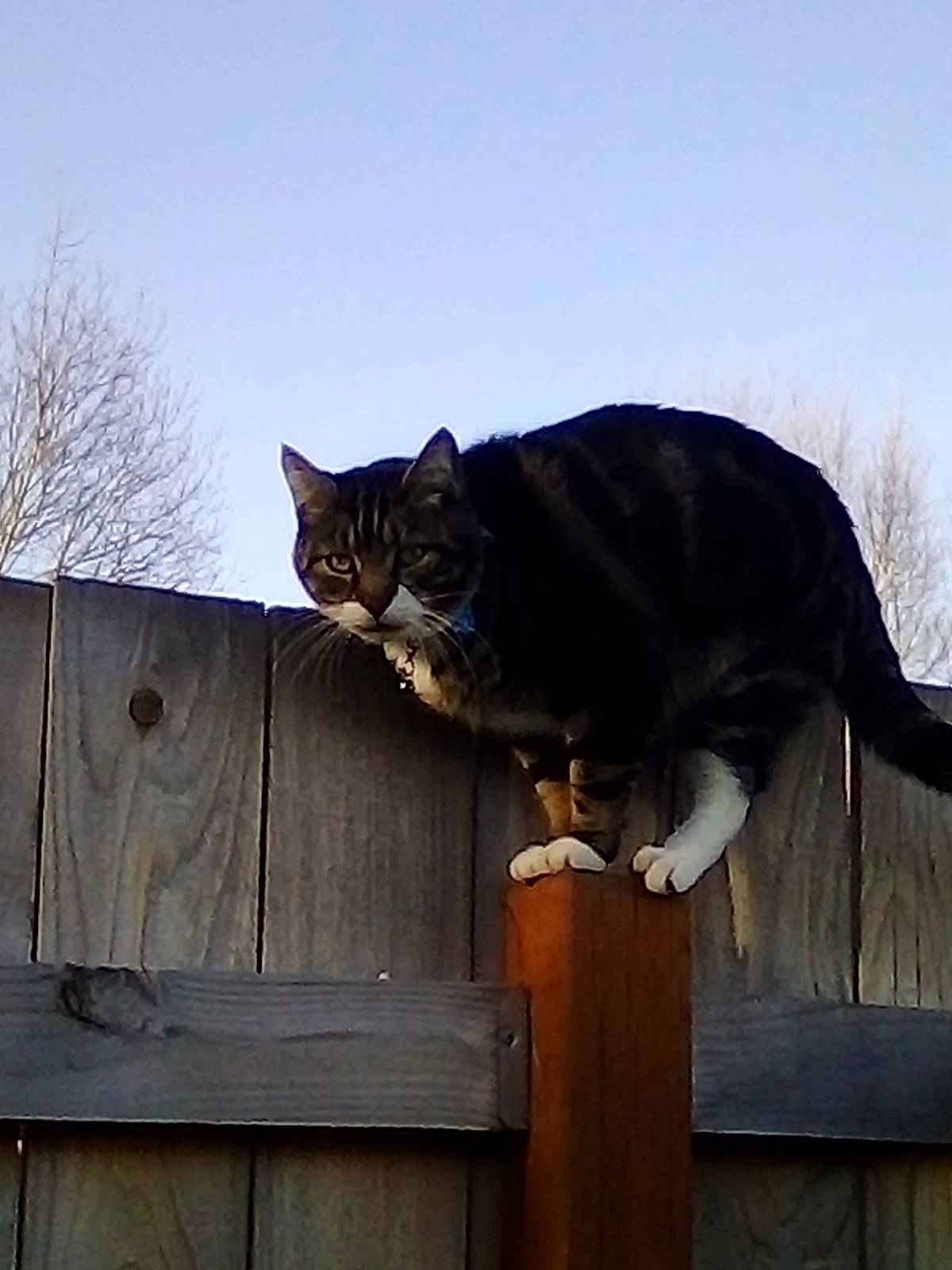 Stripes Martin is registered to the contest to win money with this photo: building, carnivore, cat, domestic_short_haired_cat, electric_blue, felidae, fur, grass, grey, roof, sky, small_to_medium_sized_cats, snout, tail, terrestrial_animal, tree, twig, whiskers, window, wood