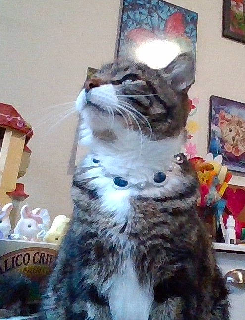 Stripes Martin joined the competition — help win amazing prizes! carnivore, cat, domestic_short_haired_cat, event, felidae, fur, paw, picture_frame, small_to_medium_sized_cats, snout, tail, whiskers