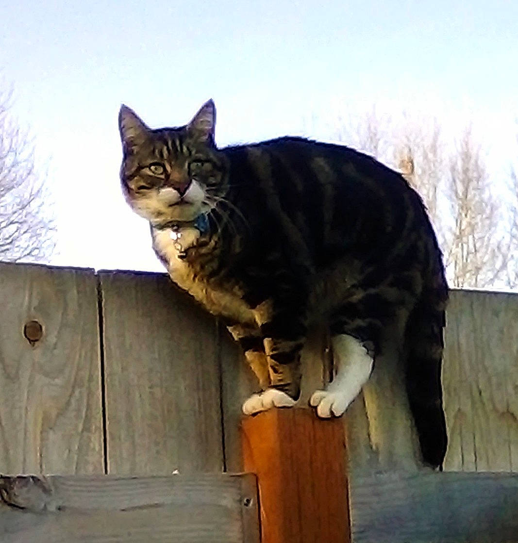 Stripes Martin is registered to the contest to win money with this photo: carnivore, cat, domestic_short_haired_cat, door, felidae, fur, grass, paw, sitting, sky, small_to_medium_sized_cats, tail, terrestrial_animal, tree, whiskers, window, wood