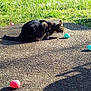 cat, tabby, animal, outdoor, grass, pavement, toy, egg, curious, pet, nature, sunlight, shadow, playful, feline, ground, colorful, small_object, daytime, closeup