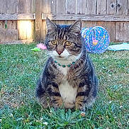 Stripes Martin is registered to the contest to win money with this photo: cat, tabby_cat, grass, outdoor, fence, collar, pet_toy, toy_tunnel, greenery, animal, sitting, domestic_cat, nature, garden, fur, whiskers, eyes, cute, playful, pet