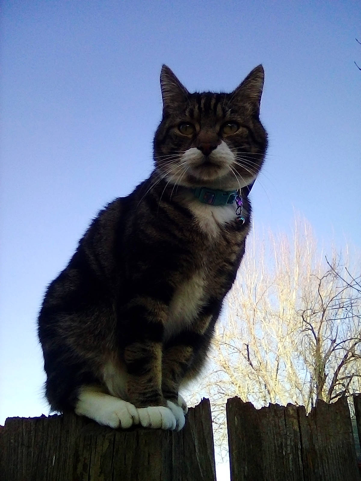 Stripes Martin is registered to the contest to win money with this photo: carnivore, cat, domestic_short_haired_cat, electric_blue, felidae, fur, grass, lynx, monument, paw, sitting, sky, small_to_medium_sized_cats, snout, tail, terrestrial_animal, tree, twig, whiskers, wood