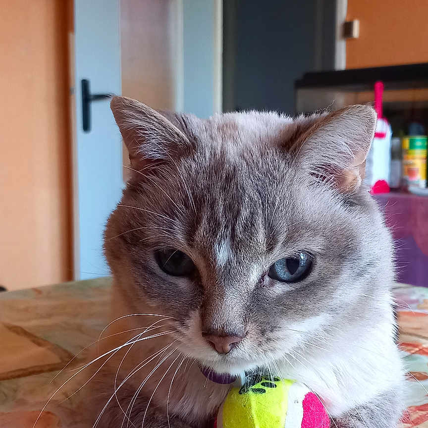 Yuki participe au concours pour gagner de l'argent avec cette photo : abyssinian, animal, ball, cat, citrusfruit, couch, food, fruit, hardwood, indoors, kitten, manx, pet, plant, produce, sphere, sport, tennis, tennisball, wood