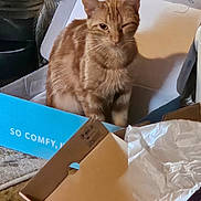 Butter Kitty is registered to the contest to win money with this photo: cat, orange_tabby, cardboard_box, winking, indoor, cozy, feline, pet, playful, animal, whiskers, fur, sitting, household_items, decor, container, paper, comfort, relaxed, cute