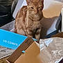 cat, orange_tabby, cardboard_box, winking, indoor, cozy, feline, pet, playful, animal, whiskers, fur, sitting, household_items, decor, container, paper, comfort, relaxed, cute