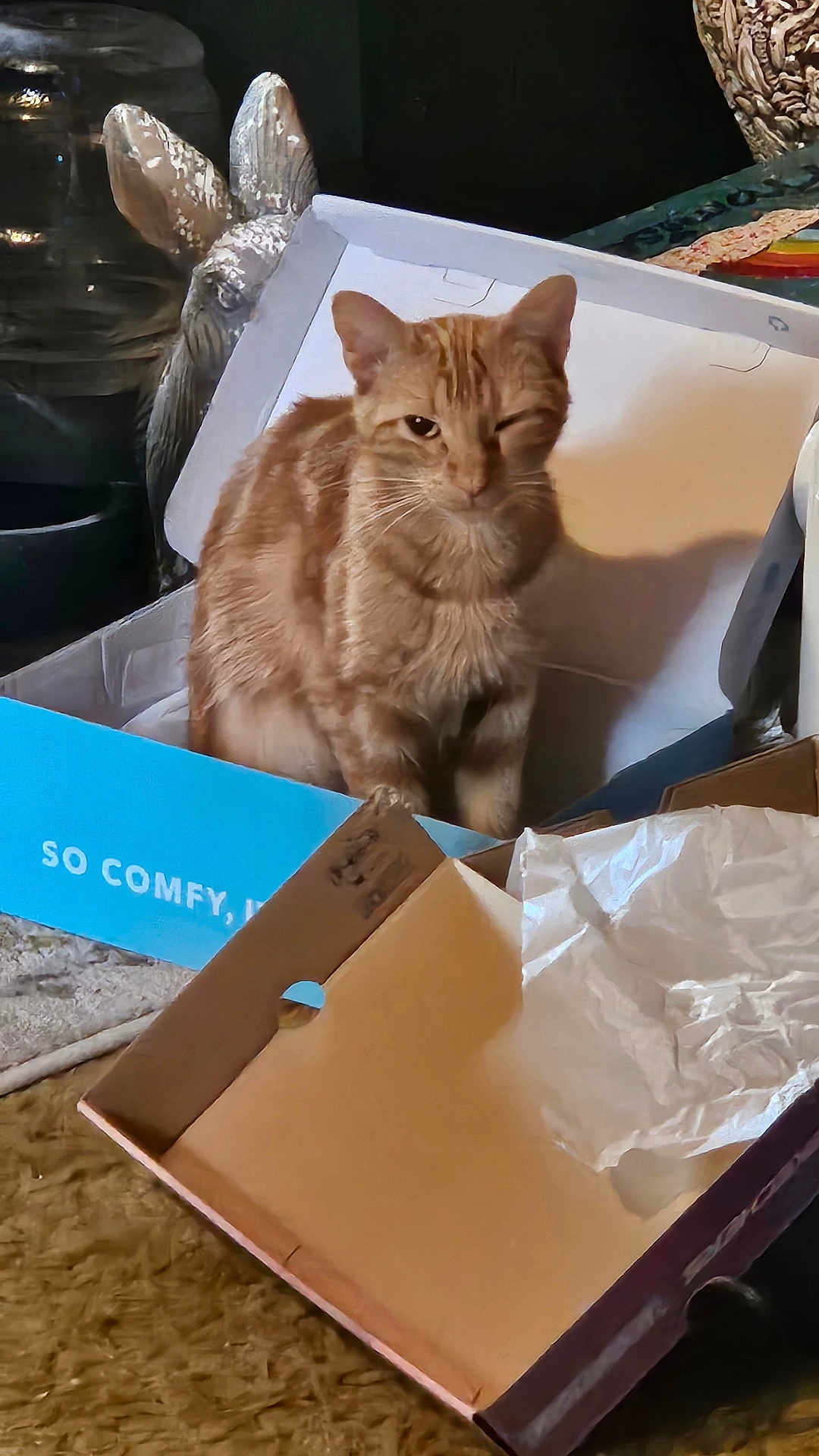 Butter Kitty is registered to the contest to win money with this photo: cat, orange_tabby, cardboard_box, winking, indoor, cozy, feline, pet, playful, animal, whiskers, fur, sitting, household_items, decor, container, paper, comfort, relaxed, cute