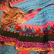 Mr. Willow joined the competition — help win amazing prizes! cat, tabby_cat, sleeping, cozy, blanket, knitted_blanket, colorful, pattern, texture, fur, pet, resting, cute, warm, indoor, closeup, comfortable, peaceful, animal, nap