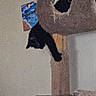animal, black_cat, carpeted, cat, cat_tree, domestic, feline, home, indoor, lazy, looking_down, painting, paw, perch, pet, quiet, relaxed, vertical, wall, wood