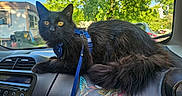 Goober Dean joined the competition — help win amazing prizes! animal, black_cat, car_interior, cat, dashboard, daytime, feline, green_trees, harness, house, leash, long_fur, nature, outside, pet, relaxed, sunlight, vehicle, window, yellow_eyes