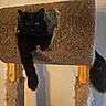 Goober Dean is registered to the contest to win money with this photo: animal, black_cat, cat_tree, cozy, cute, dangling_paw, domestic_cat, feline, fur, home, indoor, painting, paw, pet, relaxed, resting, scratched, shadow, wall, wood