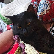 Goober Dean joined the competition — help win amazing prizes! bedroom, black_cat, cat, colorful_blanket, cozy, crocheted_blanket, feline, fur, home, indoor, knit, patterned_quilt, person_arm, pet, quilt, relaxing, resting_cat, sleepy_cat, textile, wooden_headboard