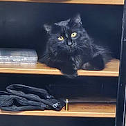 Goober Dean is registered to the contest to win money with this photo: cat, black_cat, shelf, wooden_shelf, yellow_eyes, indoor, pet, animal, feline, fur, relaxed, resting, household_items, container, clothing, dark_background, closeup, domestic_cat, cute, cozy