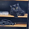 cat, black_cat, shelf, wooden_shelf, yellow_eyes, indoor, pet, animal, feline, fur, relaxed, resting, household_items, container, clothing, dark_background, closeup, domestic_cat, cute, cozy