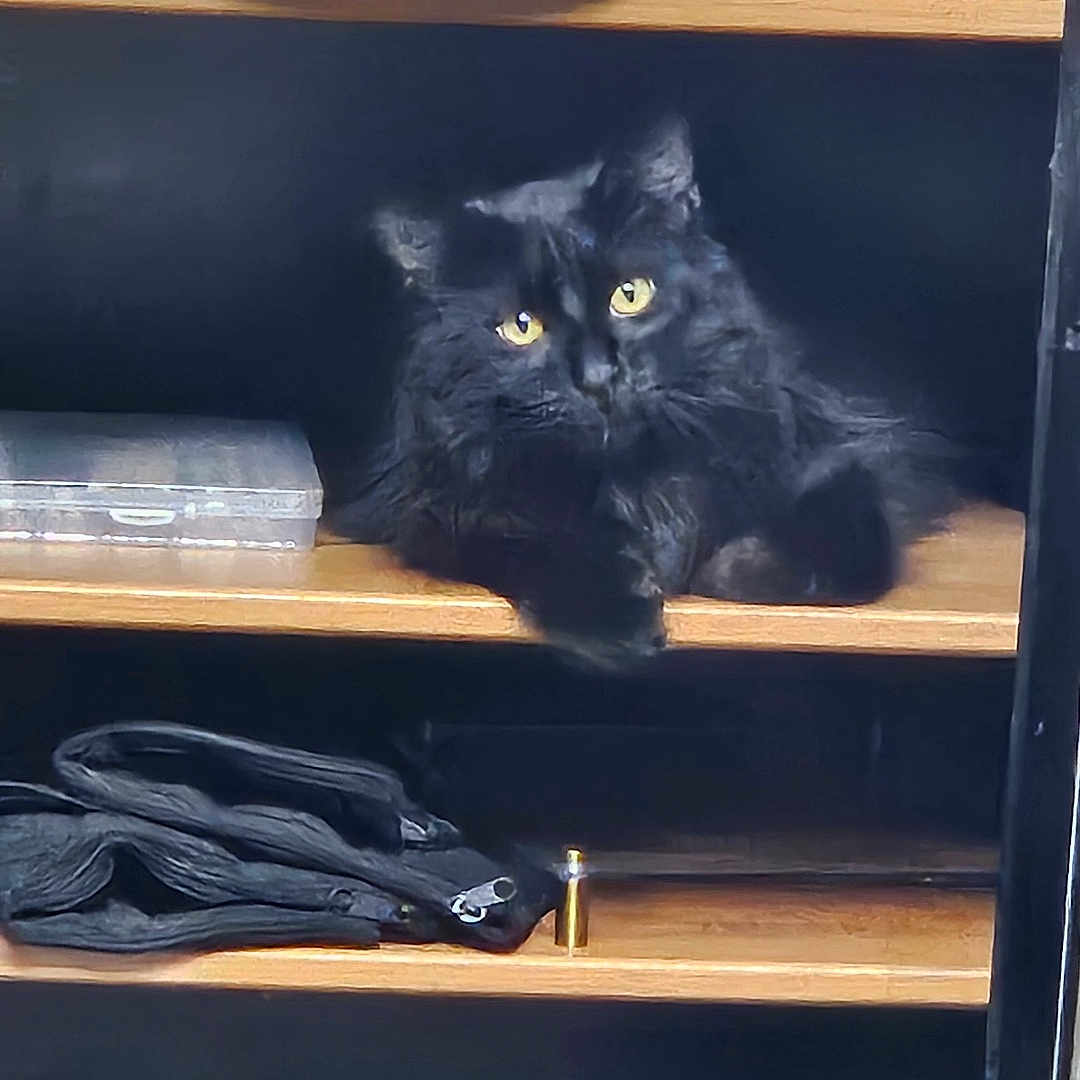 Goober Dean is registered to the contest to win money with this photo: cat, black_cat, shelf, wooden_shelf, yellow_eyes, indoor, pet, animal, feline, fur, relaxed, resting, household_items, container, clothing, dark_background, closeup, domestic_cat, cute, cozy