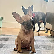 Venti is registered to the contest to win money with this photo: dog, french_bulldog, puppy, pet, indoor, floor, rug, animal, cute, ears, brown, black, wooden_floor, home, domestic_animal, canine, looking, sitting, companion, adorable