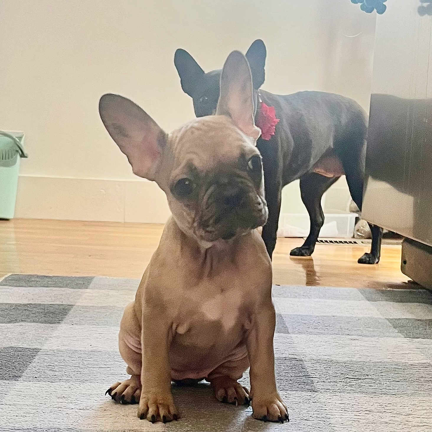 Venti is registered to the contest to win money with this photo: adorable, animal, black, brown, canine, companion, cute, dog, domestic_animal, ears, floor, french_bulldog, home, indoor, looking, pet, puppy, rug, sitting, wooden_floor