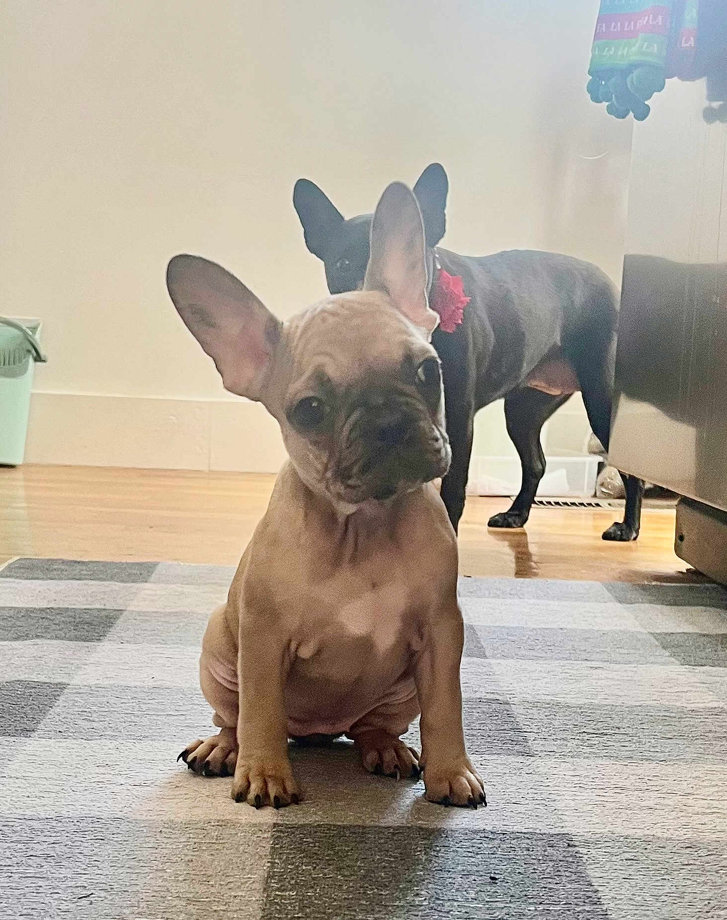 Venti is registered to the contest to win money with this photo: dog, french_bulldog, puppy, pet, indoor, floor, rug, animal, cute, ears, brown, black, wooden_floor, home, domestic_animal, canine, looking, sitting, companion, adorable