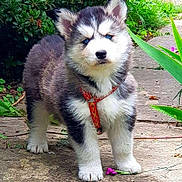 Joyce a rejoint le concours — aidez-le/la à gagner de superbes lots ! puppy, dog, husky, blue_eyes, harness, garden, outdoor, path, greenery, plants, cute, fluffy, pet, animal, young, fur, nature, small, standing, curious