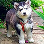 puppy, dog, husky, blue_eyes, harness, garden, outdoor, path, greenery, plants, cute, fluffy, pet, animal, young, fur, nature, small, standing, curious
