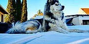 Joyce a rejoint le concours — aidez-le/la à gagner de superbes lots ! husky, dog, animal, outdoor, sky, trees, house, pet, canine, fur, nature, daylight, relaxed, alert, suburban, landscape, blue_sky, tail, ears, lying_down