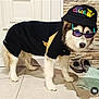 Joyce participe au concours pour gagner de l'argent avec cette photo : dog, husky, pet, clothing, hat, sunglasses, indoor, floor, tile, footwear, slippers, cloth, black_outfit, animal, cute, standing, looking, accessories, fashion, portrait