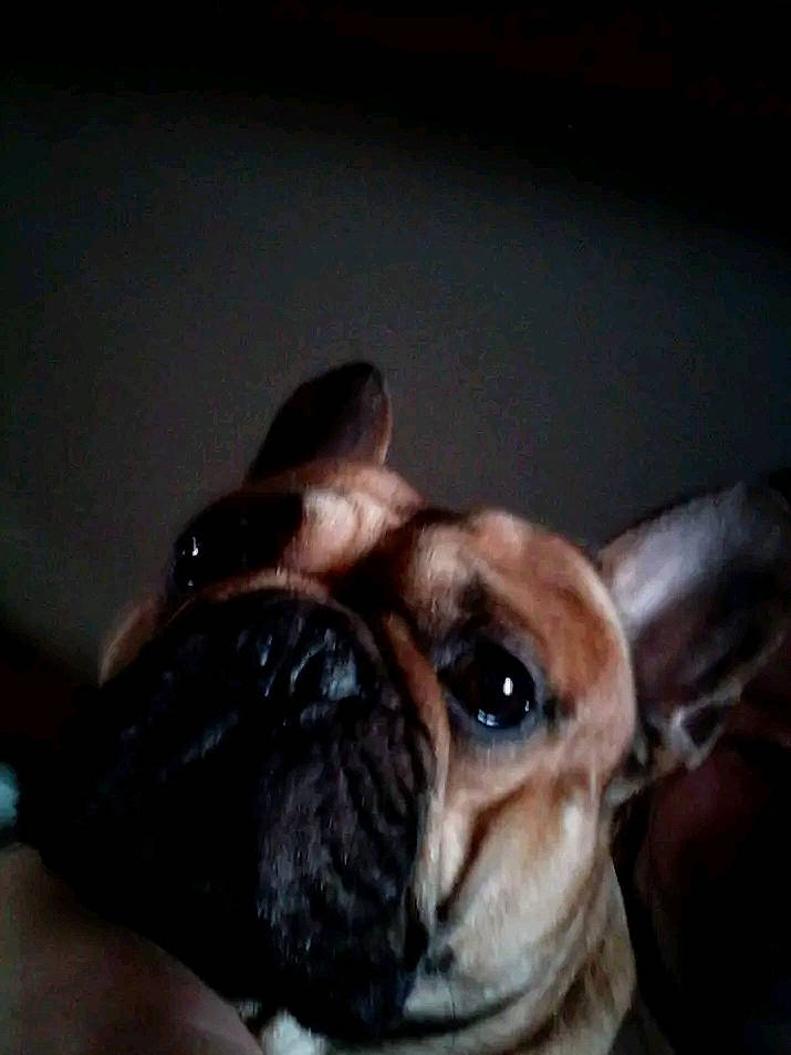 Django participe au concours pour gagner de l'argent avec cette photo : bored, canidae, carnivore, companion_dog, dog, dog_breed, ear, eye, fawn, french_bulldog, fur, puppy, snout, sporting_group, terrestrial_animal, toy_dog, whiskers, wood, working_animal, wrinkle