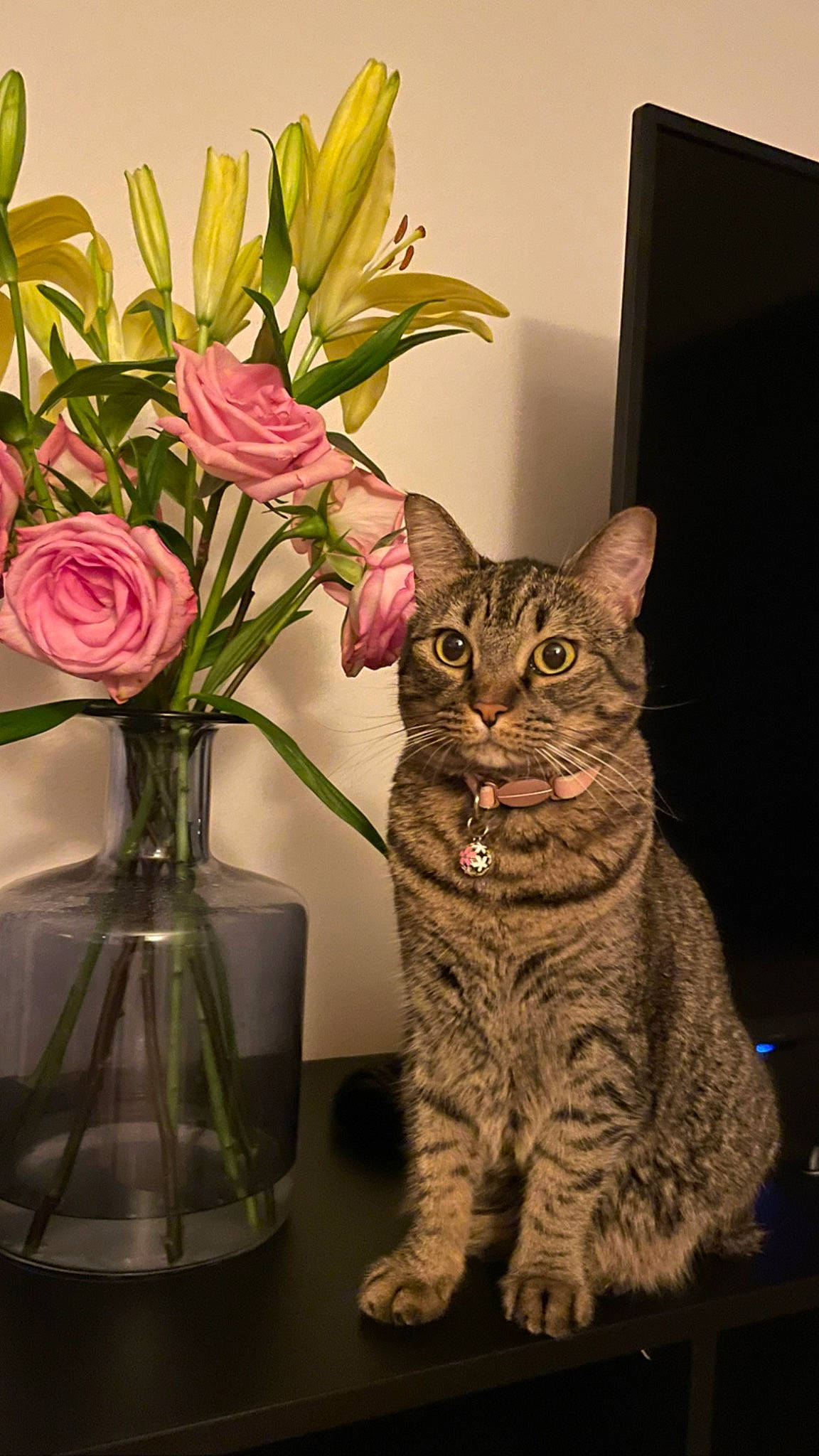 Agatha is registered to the contest to win money with this photo: artifact, artificial_flower, bouquet, carnivore, cat, cut_flowers, felidae, flower, flower_arranging, flowerpot, fur, houseplant, petal, plant, rose, small_to_medium_sized_cats, snout, tail, vase, whiskers