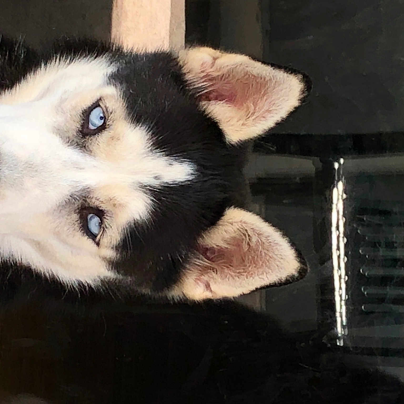 Meeko joined the competition — help win amazing prizes! boat, canidae, canis, carnivore, companion_dog, dog, dog_breed, fur, paw, siberian_husky, sled_dog, snout, sporting_group, square, terrestrial_animal, tints_and_shades, whiskers, wildlife, wolf, working_dog
