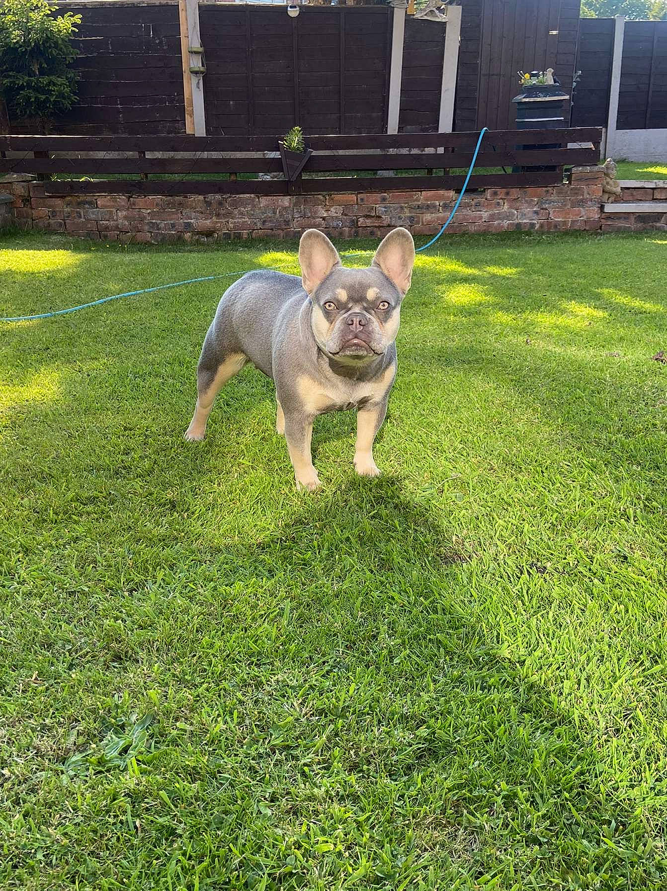 Dolly is registered to the contest to win money with this photo: bulldog, canidae, carnivore, companion_dog, dog, dog_breed, fawn, garden, grass, groundcover, lawn, plant, puppy, snout, sporting_group, tail, terrestrial_animal, toy_dog, working_animal, yard