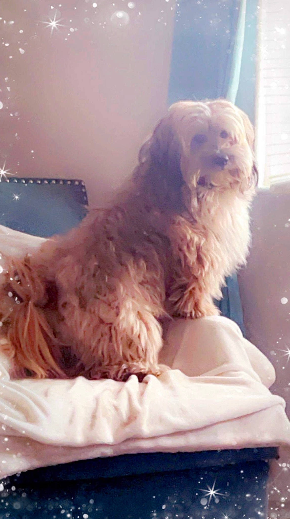 Teddy is registered to the contest to win money with this photo: carnivore, cockapoo, comfort, companion_dog, dog, dog_breed, dog_supply, fawn, felidae, fur, goldendoodle, labradoodle, liver, puppy_love, small_terrier, spaniel, sporting_group, tail, terrier, toy_dog