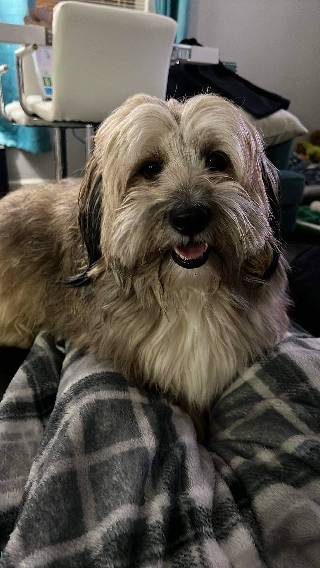 Teddy is registered to the contest to win money with this photo: biewer_terrier, canidae, carnivore, cockapoo, companion_dog, dog, dog_breed, fur, maltepoo, poodle_crossbreed, puppy_love, sapsali, shih_poo, small_terrier, snout, sporting_group, terrier, toy_dog, working_animal, yorkipoo