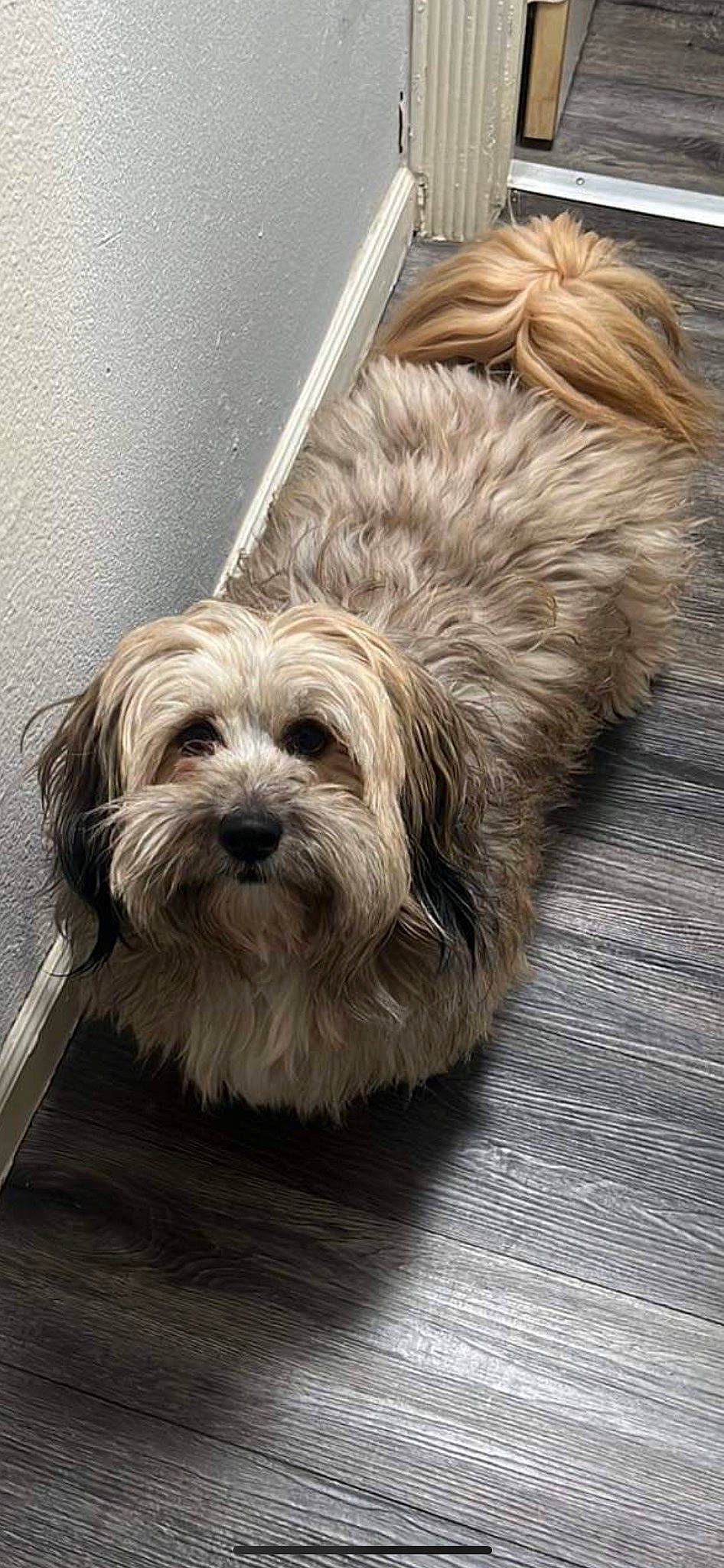 Teddy joined the competition — help win amazing prizes! biewer_terrier, canidae, carnivore, companion_dog, dog, dog_breed, flooring, fur, hardwood, liver, puppy_love, small_terrier, snout, sporting_group, terrier, toy_dog, water_dog, wood, working_animal, yorkipoo