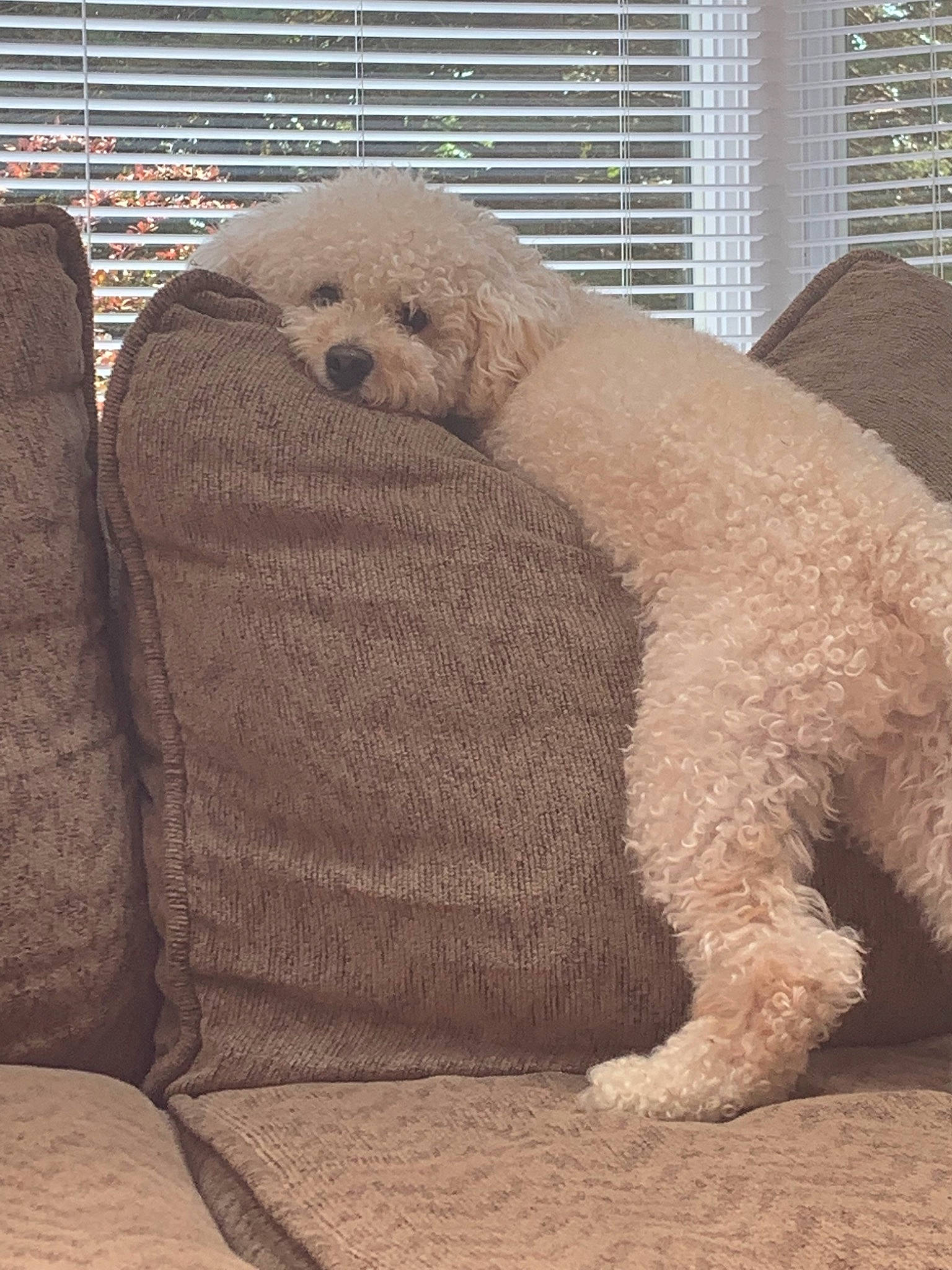 Bingo is registered to the contest to win money with this photo: canidae, carnivore, cavapoo, cockapoo, companion_dog, dog, dog_breed, goldendoodle, labradoodle, lagotto_romagnolo, mammal, miniature_poodle, non_sporting_group, poodle, poodle_crossbreed, spanish_water_dog, sporting_group, toy_dog, toy_poodle, vertebrate