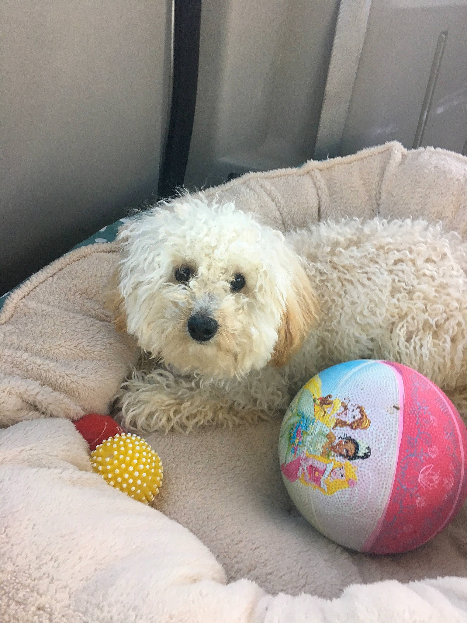 Bingo joined the competition — help win amazing prizes! bichon, bichon_frise, bolognese, canidae, carnivore, cavachon, cockapoo, companion_dog, dog, dog_breed, maltepoo, maltese, mammal, miniature_poodle, morkie, puppy, schnoodle, toy_dog, toy_poodle, vertebrate