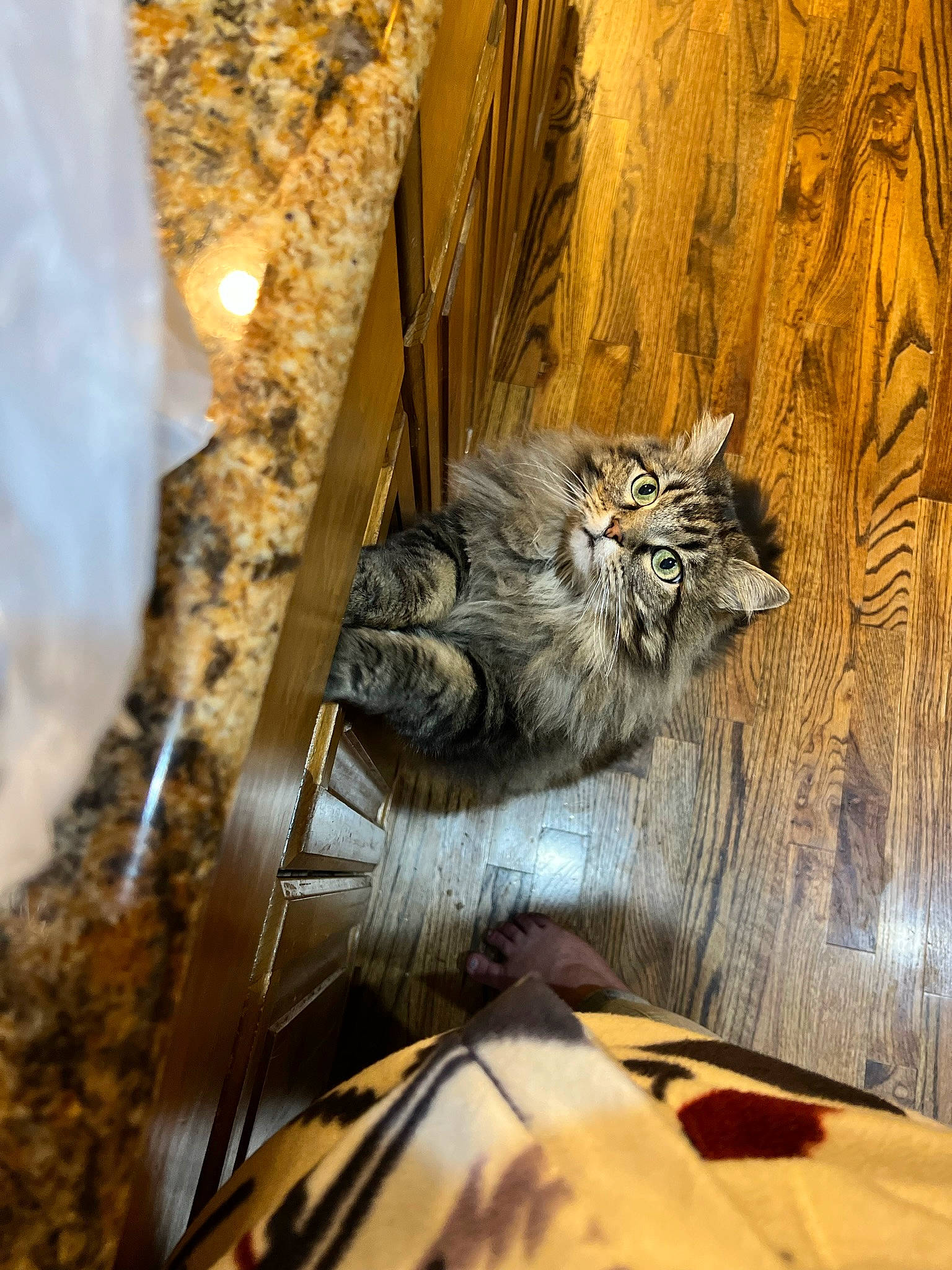 Ali joined the competition — help win amazing prizes! art, big_cats, carnivore, cat, domestic_short_haired_cat, door, facade, felidae, fur, glass, metal, sculpture, snout, tail, terrestrial_animal, tree, trunk, whiskers, wildlife, wood