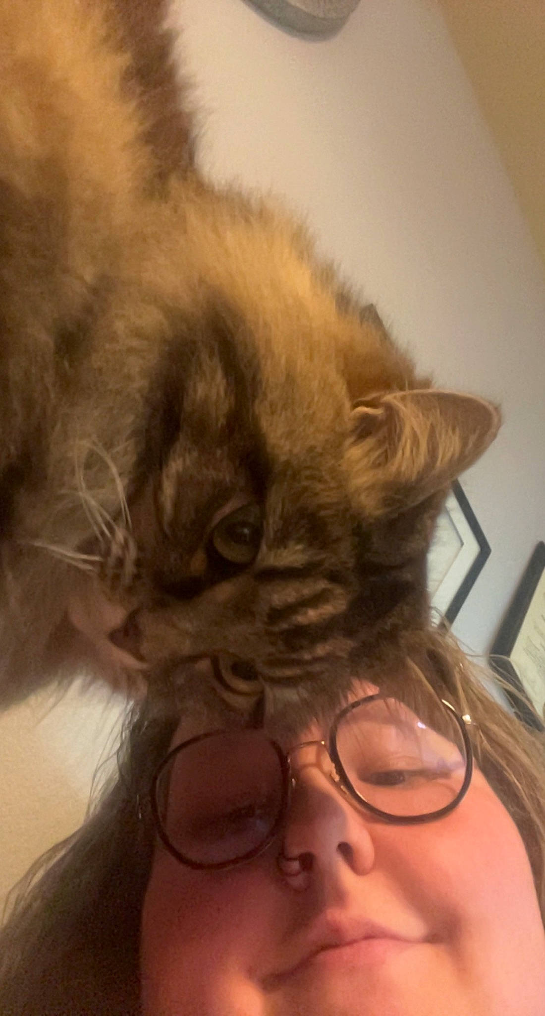 Ali is registered to the contest to win money with this photo: carnivore, cat, companion_dog, ear, eyewear, facial_hair, fawn, felidae, fur, gesture, glasses, moustache, nose, selfie, small_to_medium_sized_cats, snout, tail, terrestrial_animal, vision_care, whiskers