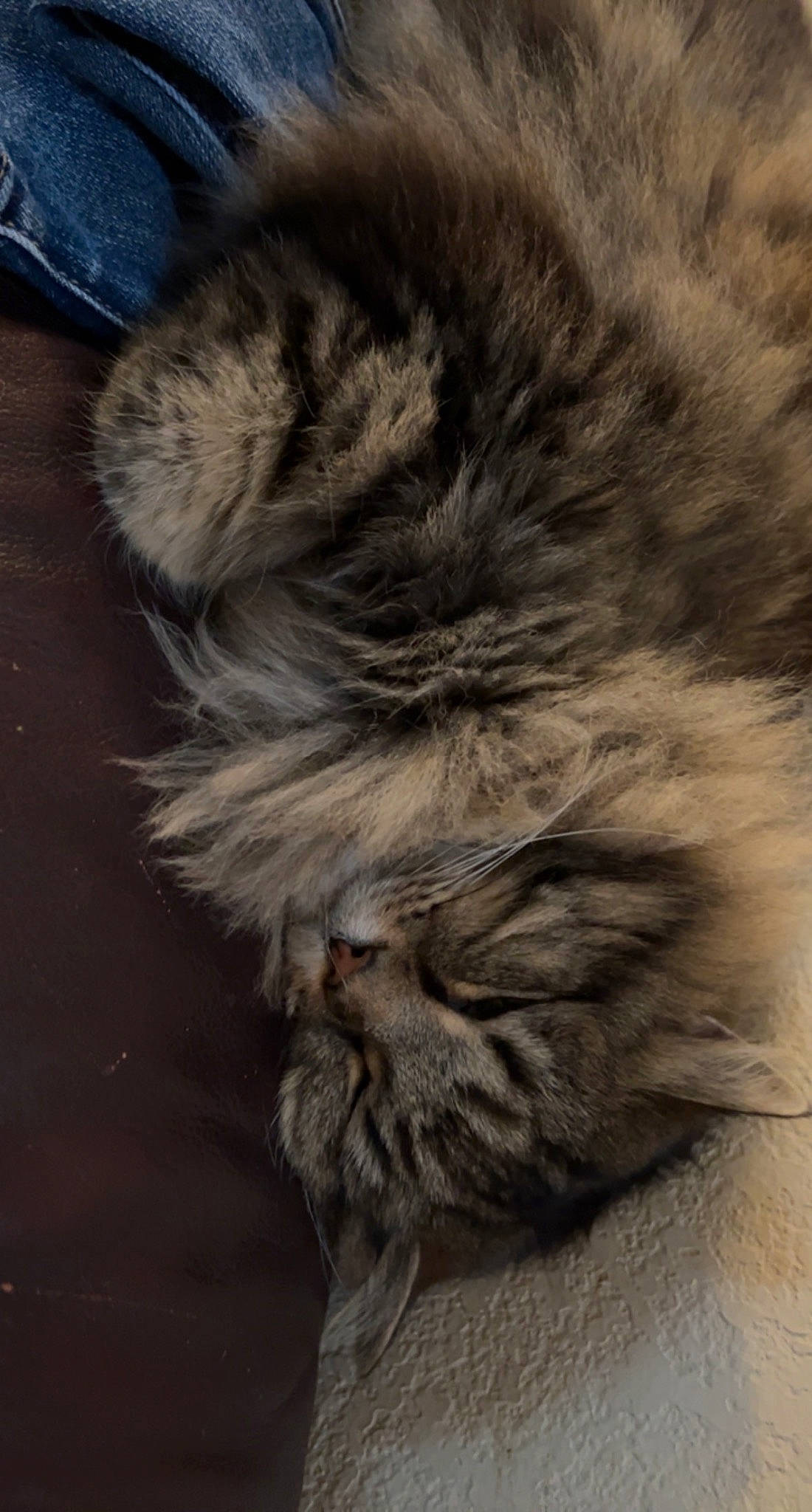 Ali joined the competition — help win amazing prizes! british_longhair, carnivore, cat, claw, domestic_short_haired_cat, felidae, fur, fur_clothing, grey, nap, paw, sleep, small_to_medium_sized_cats, snout, tail, terrestrial_animal, whiskers, wildlife