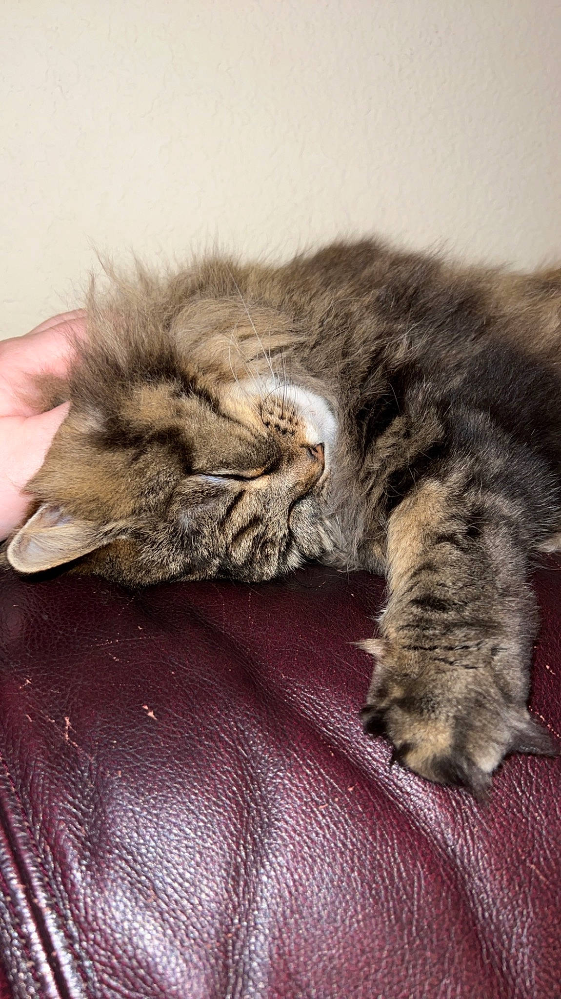 Ali is registered to the contest to win money with this photo: british_longhair, carnivore, cat, claw, comfort, domestic_short_haired_cat, felidae, fur, grey, liver, nap, paw, sleep, small_to_medium_sized_cats, snout, tail, terrestrial_animal, whiskers