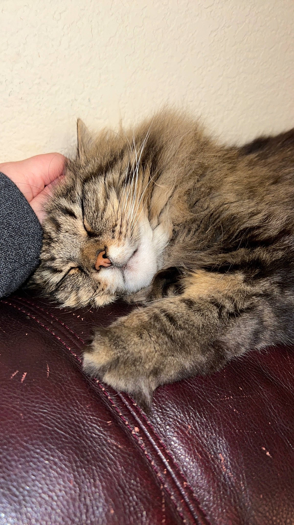 Ali is registered to the contest to win money with this photo: carnivore, cat, claw, comfort, domestic_short_haired_cat, eye, fawn, felidae, fur, grey, nap, paw, sleep, small_to_medium_sized_cats, snout, tail, terrestrial_animal, whiskers, wood