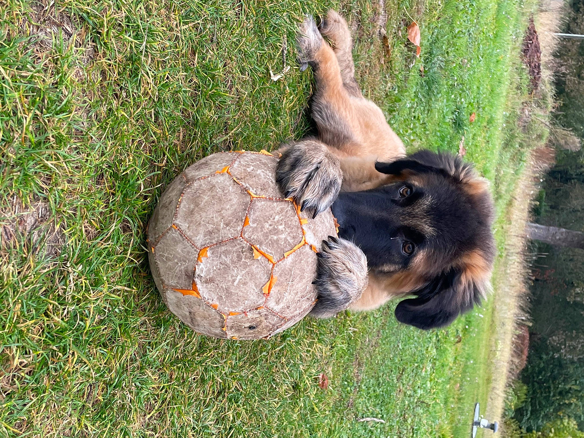 Saïko participe au concours pour gagner de l'argent avec cette photo : canidae, carnivore, companion_dog, dog, dog_breed, fawn, fur, grass, groundcover, hare, old_german_shepherd_dog, plant, reptile, snout, sporting_group, tail, terrestrial_animal, tree, trunk, working_animal